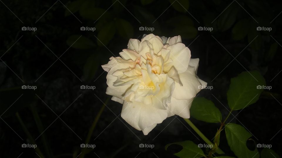 Flower, Rose, Petal, Flora, Blooming