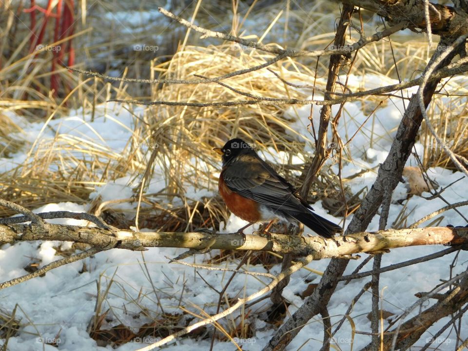 red robin. first robin sighting of the year
