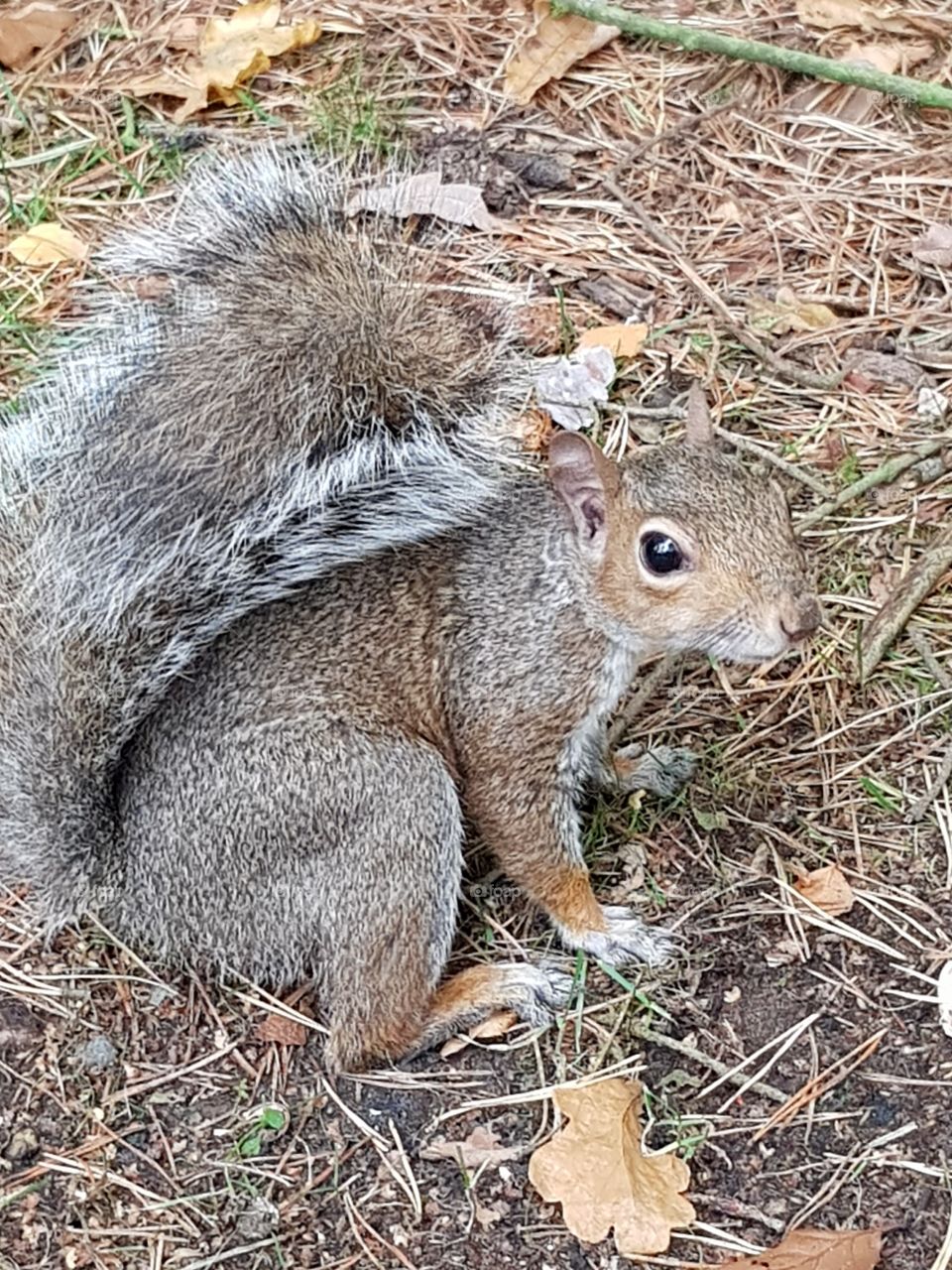 It's not every day you can get close to the grey squirrel. observing their eating behaviours, foraging and digging is truly amazing