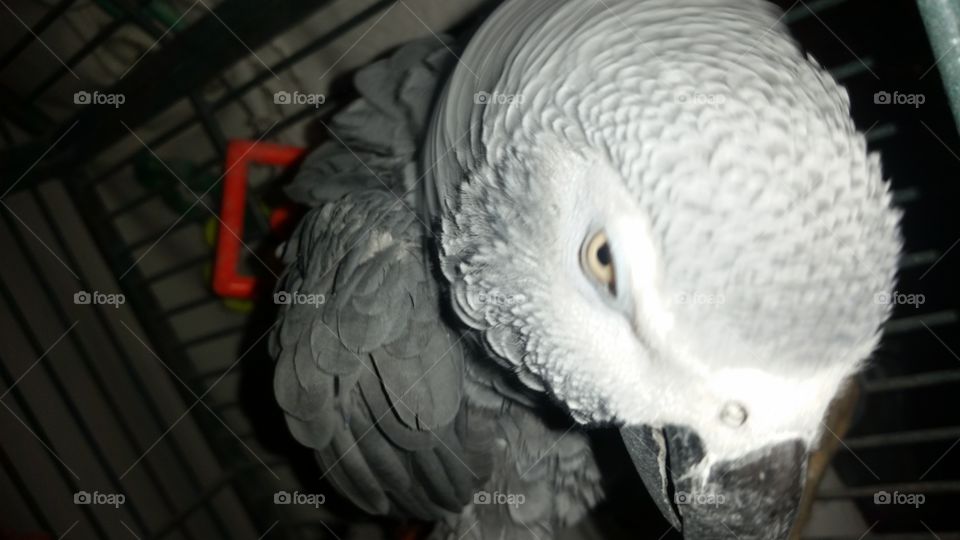 Congo African Grey Parrot. My pet parrot Mr. Grey.