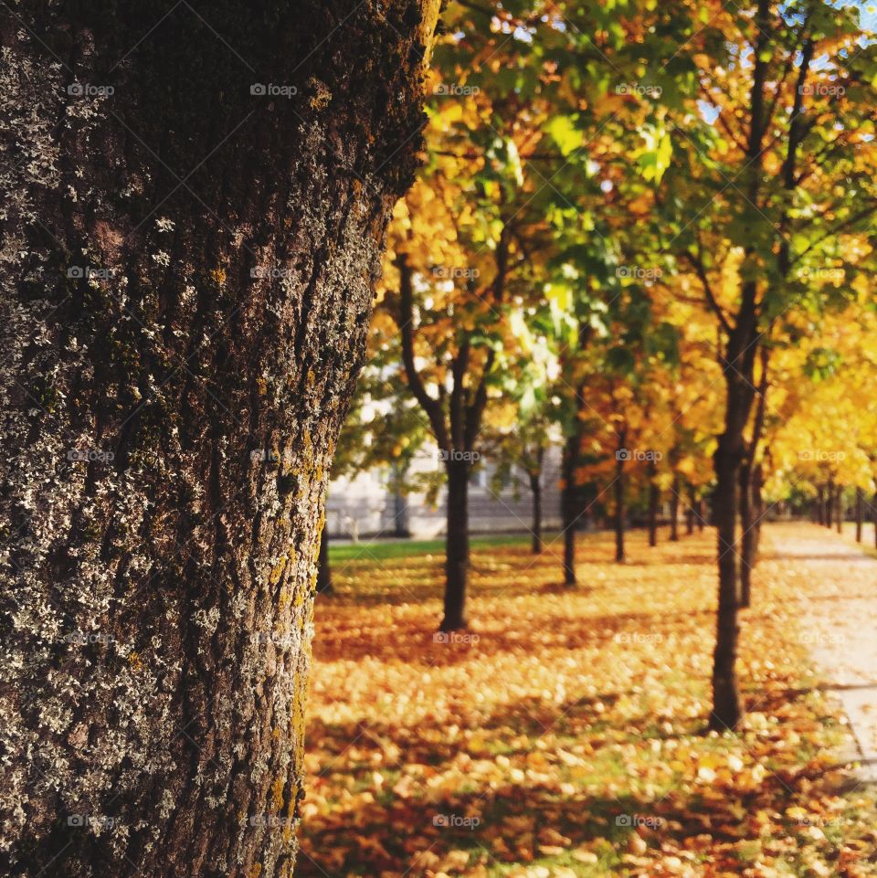 Autumn trees. Autumn at its best. 