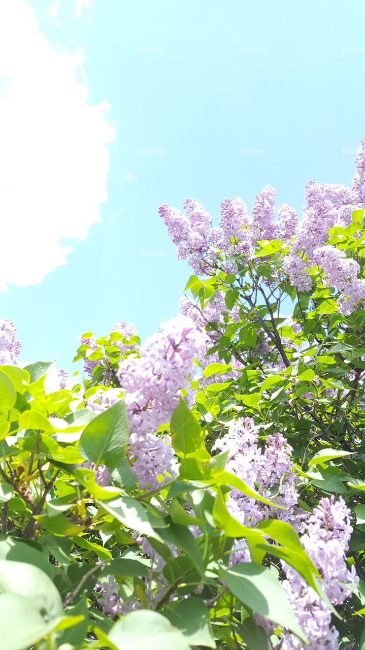 overexposed lilac