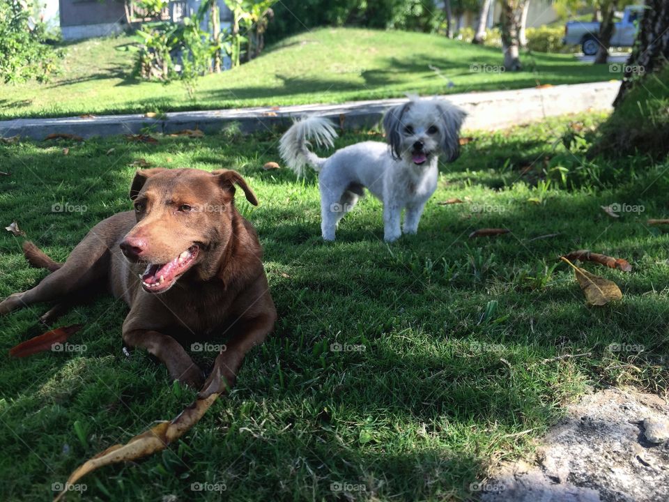 Brandy & Chance. My dogs playing in the yard
