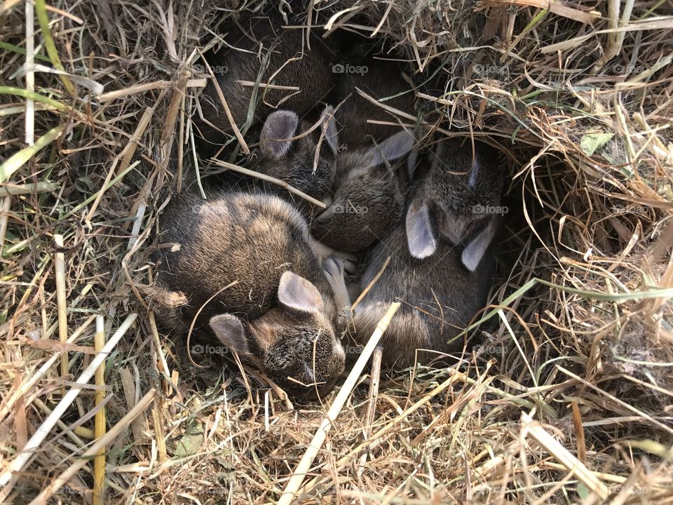 Baby rabbits 