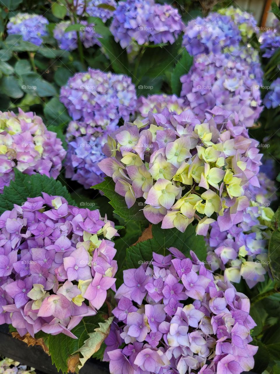 complementary colors