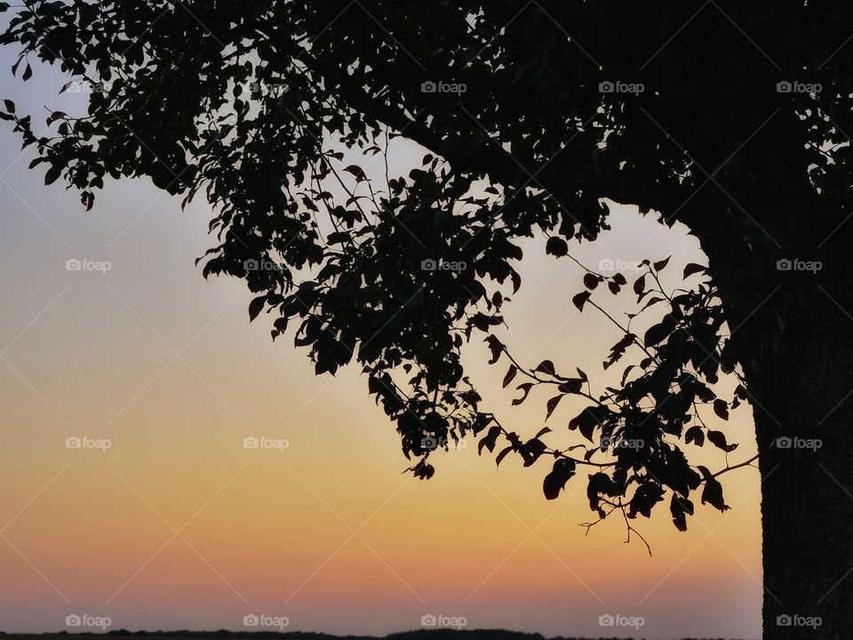 Tree silhouettes