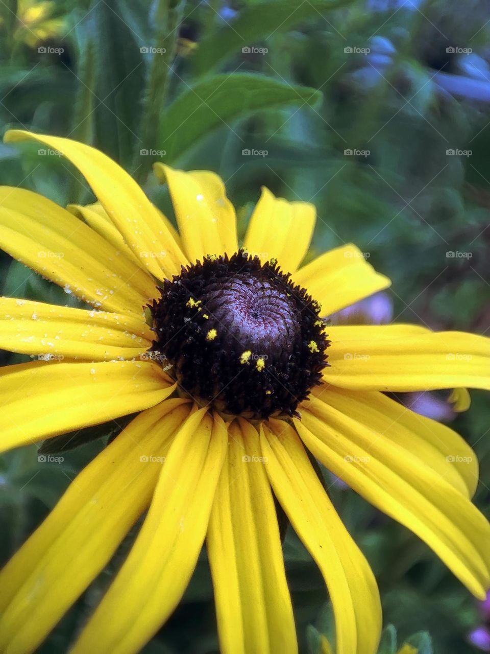 Macro photo of a flower growing in the garden