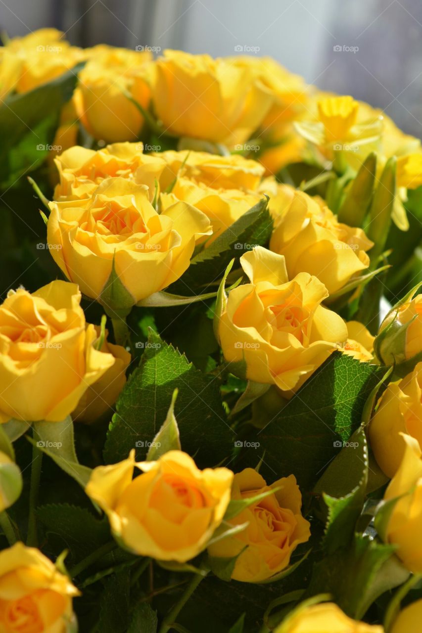 yellow rose
