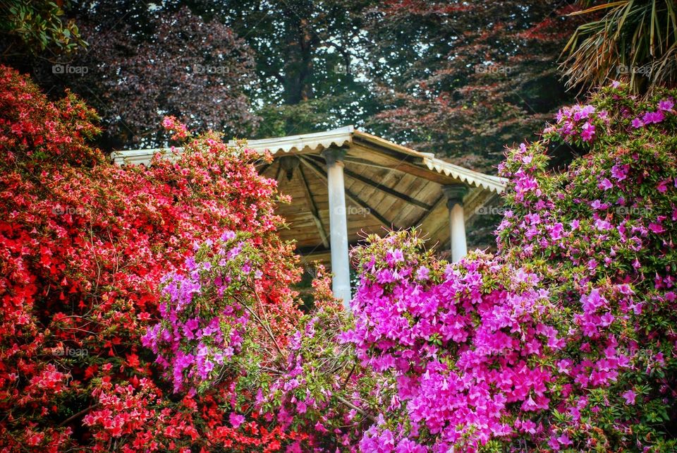 Blooms around gazebo 