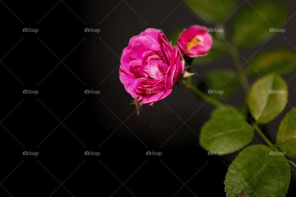 Pink rose