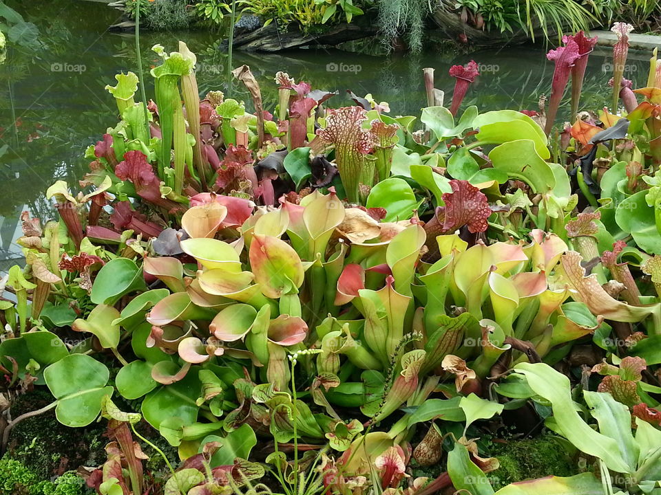 Beautiful carnivorous red and green pitcher plants, exotic flower
