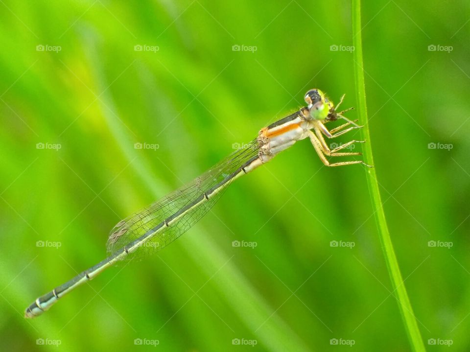 mini dragonfly