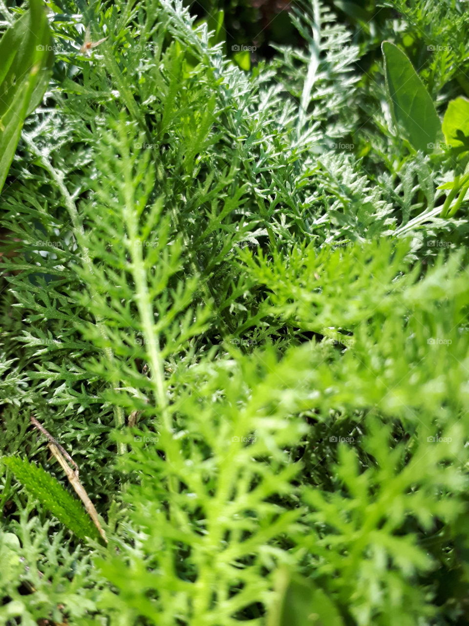 a small world of grass