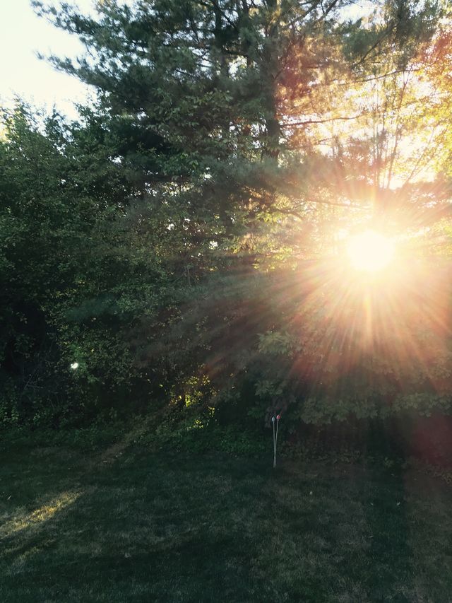 Backyard view 