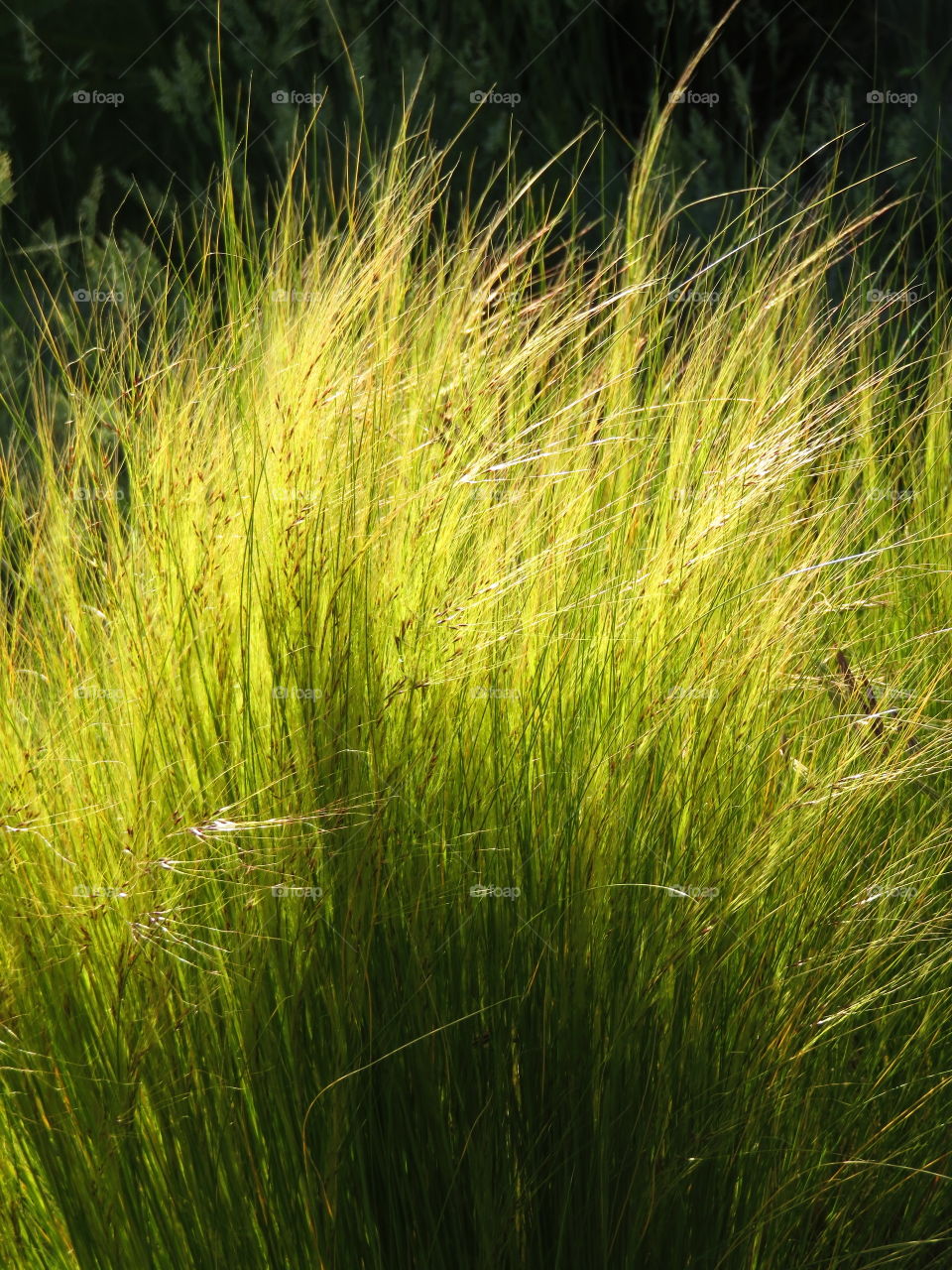 fluffy plant