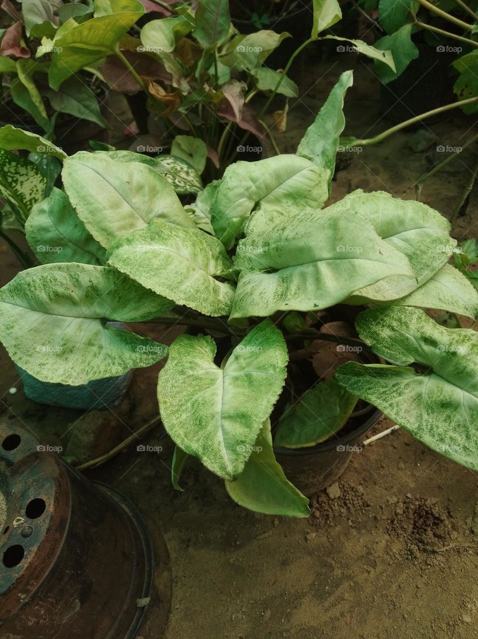 green shurb small size looks very beautiful generally found everywhere seasonal fresh