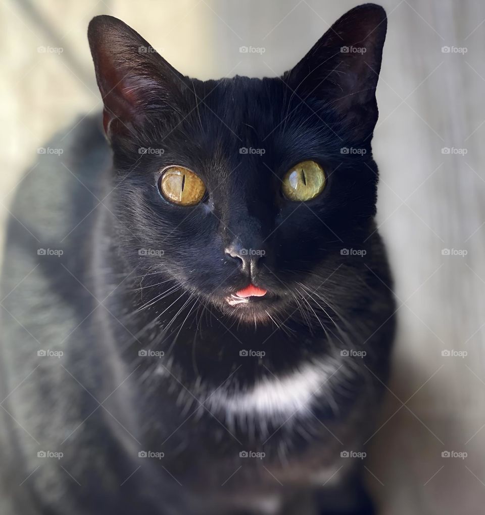 Surprising excitement; Cat