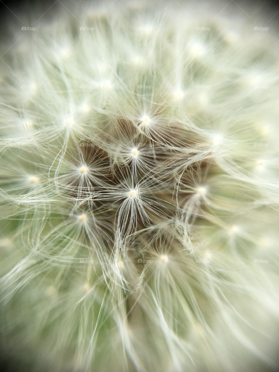 Pusteblume closeup 