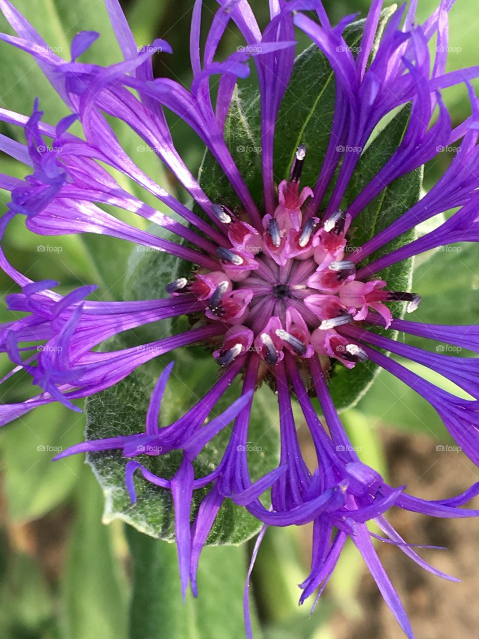 Purple bees balm flowers-close up 
