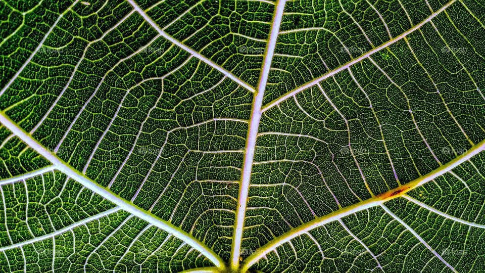 fig leaf