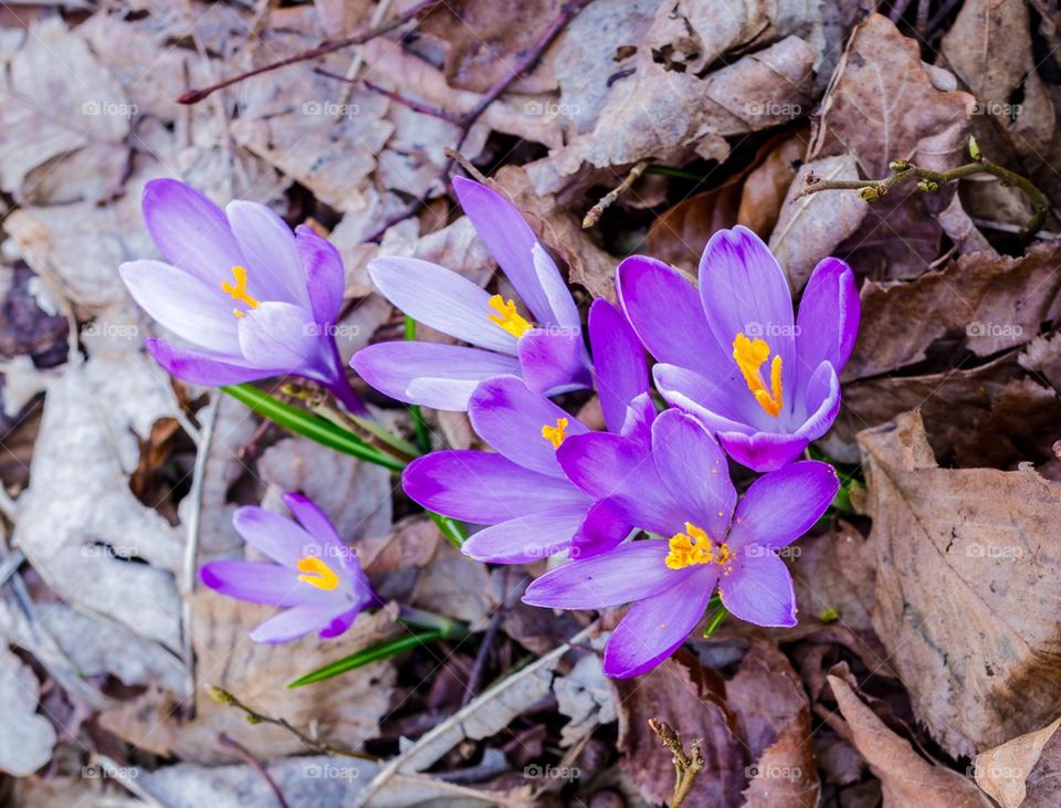 Crocuses 