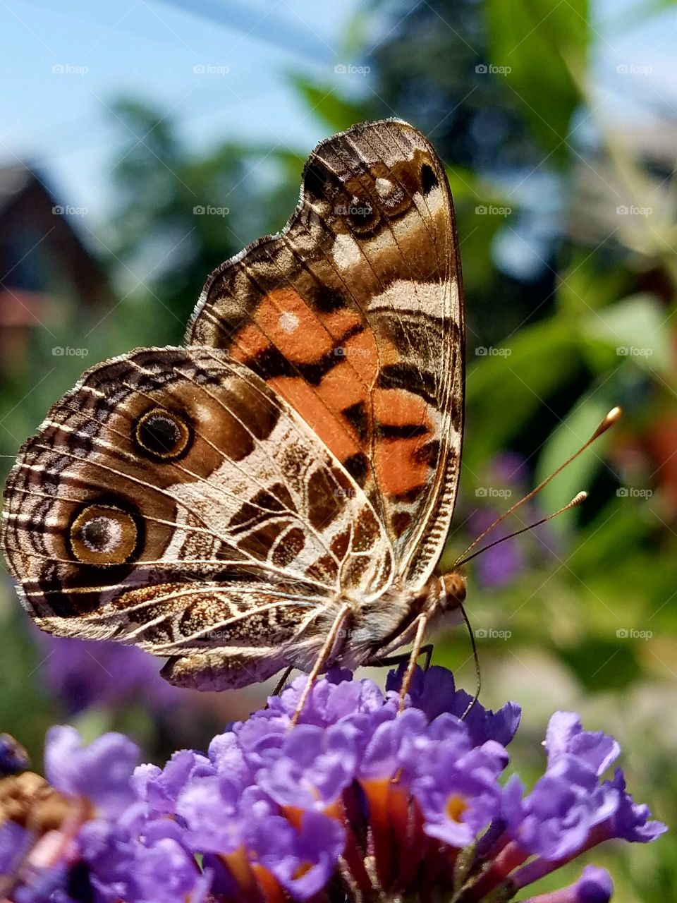 butterfly drinking nectar from purple butterfly bush