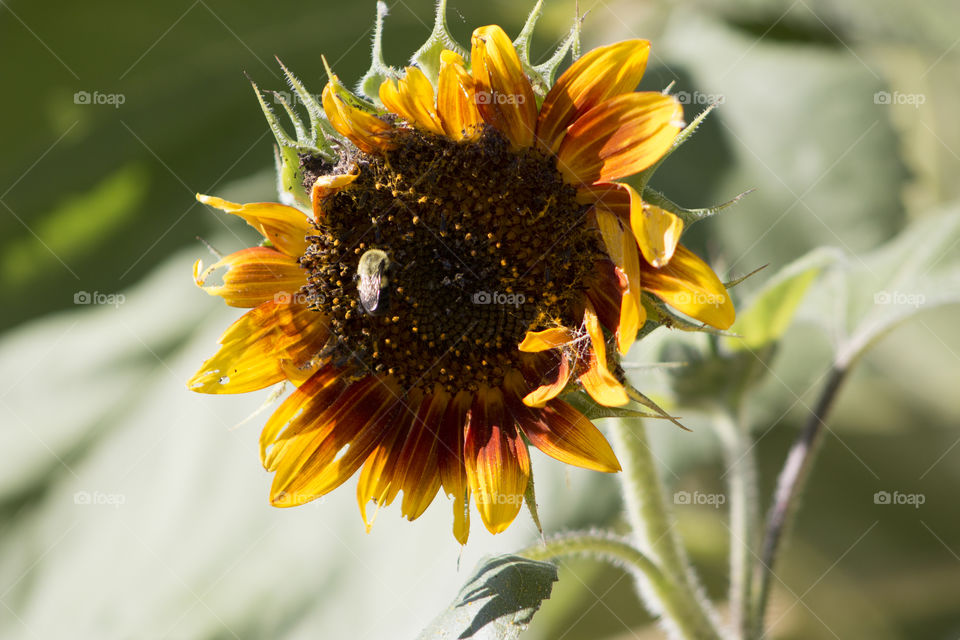 Bee feeding from sunflower