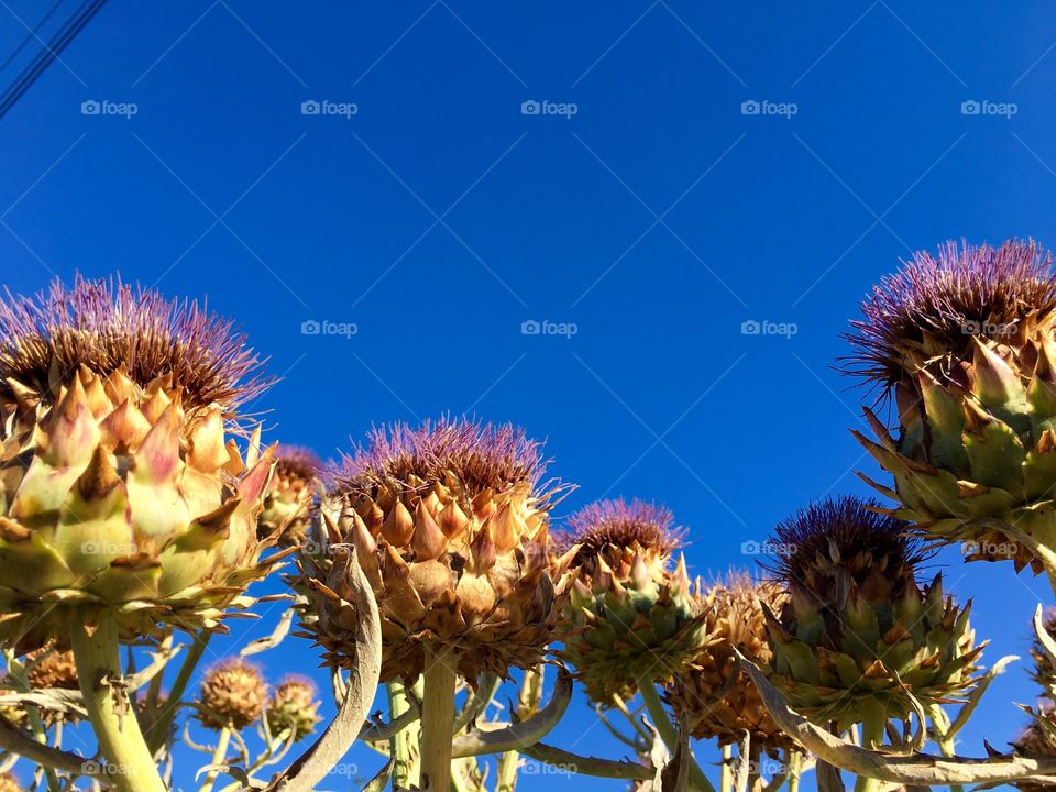 Cactus flower against blue sky