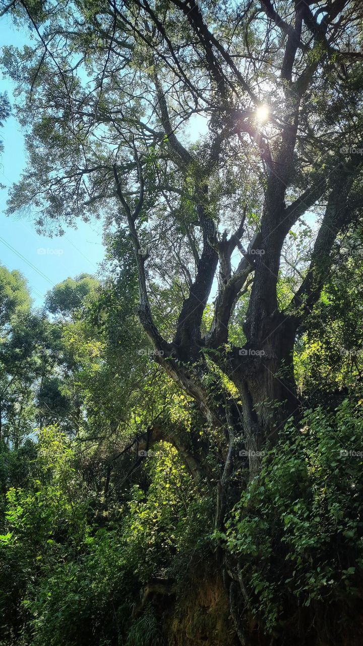 sunshine through a tree on the banks of a stream flowing through a forest.