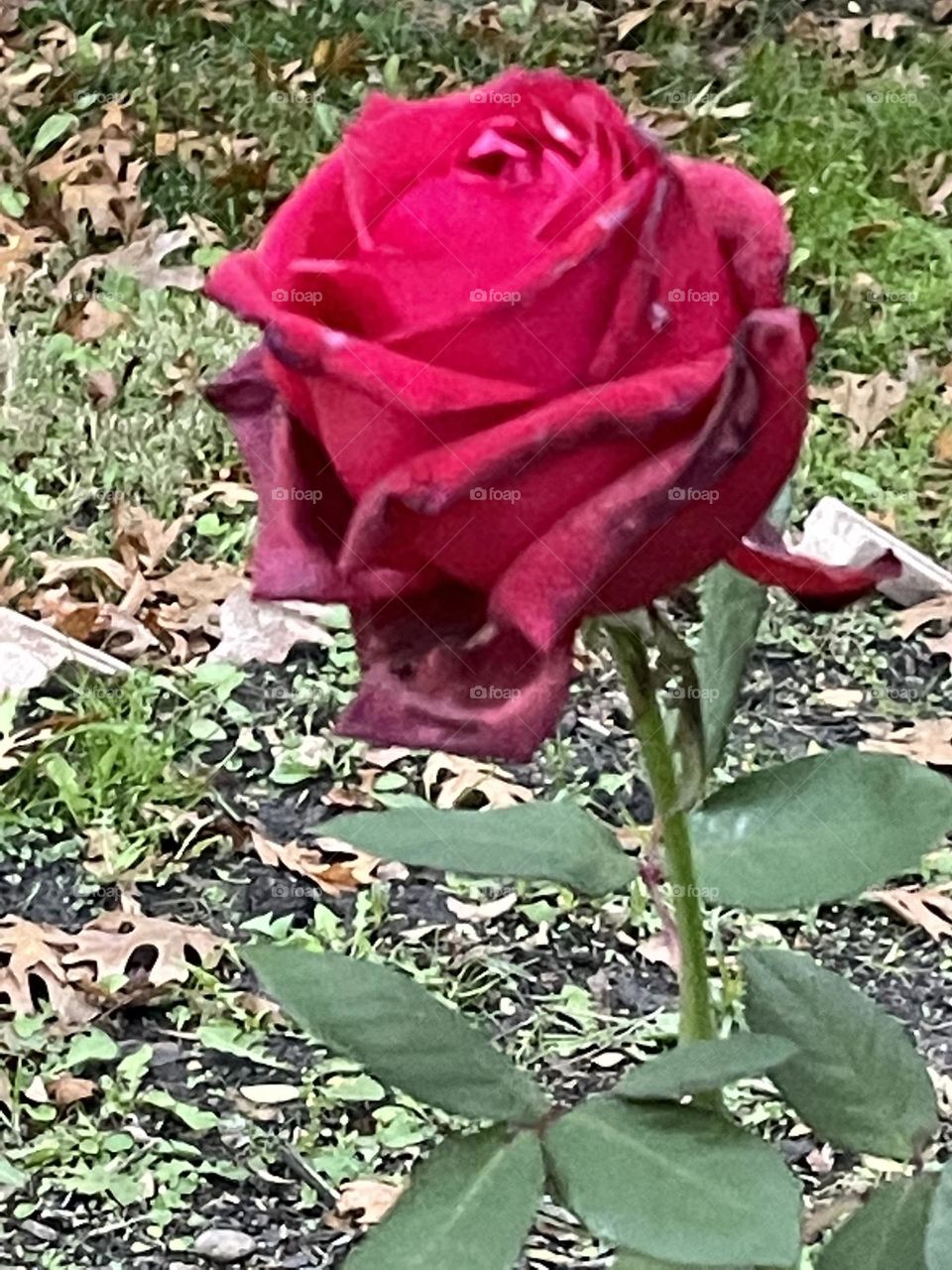 Texas Red Rose