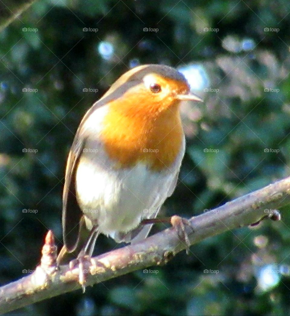 Robin enjoying the winter sunshine