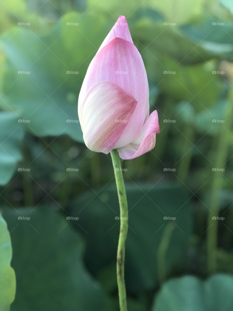 Lotus flora