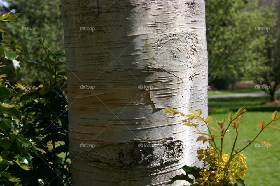 Silver birch tree study. Silver birch tree study