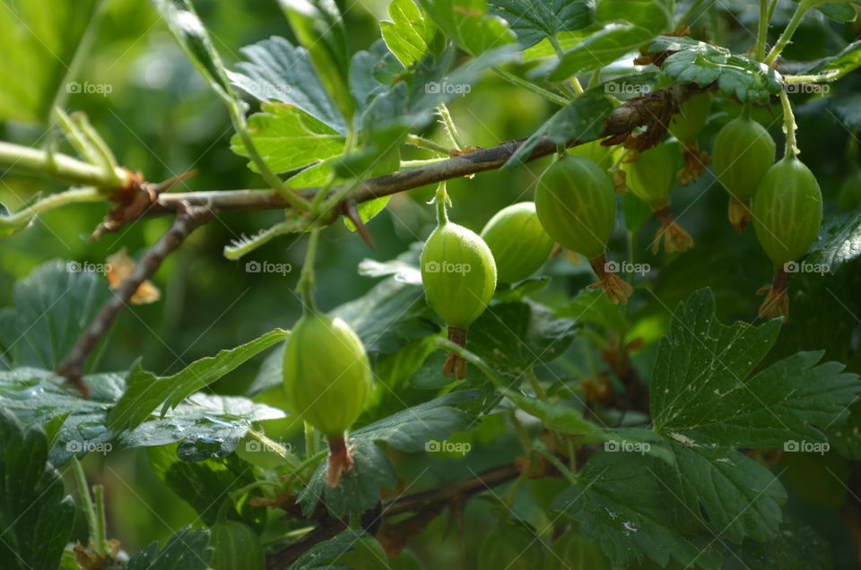 Green gooseberry