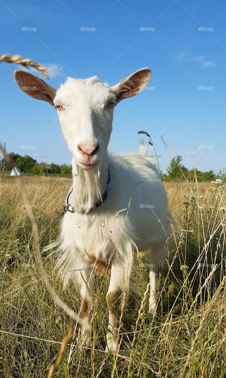 one can meet a nice goat in the village in summer