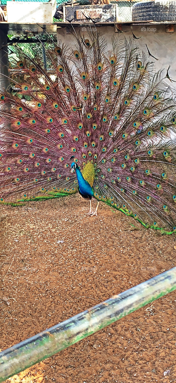 Peacock display 