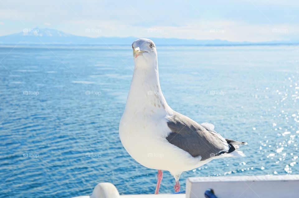 Seagull us Waiting to be Fed Up. Abashiri drift ice cruise sightseeing