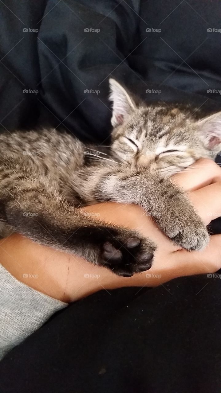 Snuggly kitten