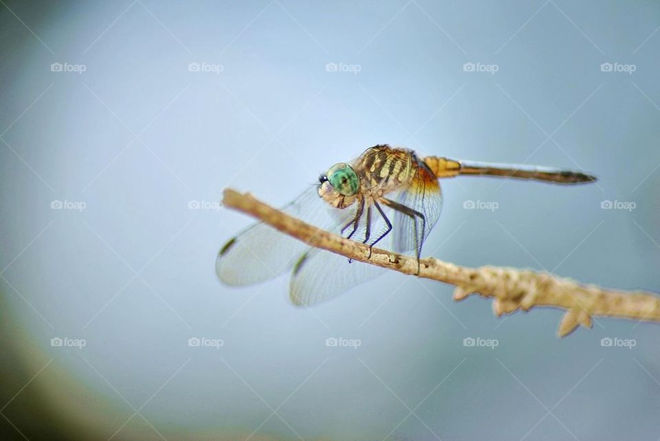 Dragonfly 