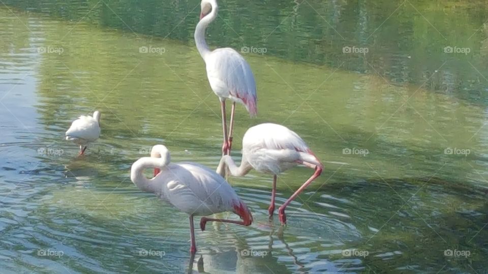 The flamingos feed and relax in the water at Animal Kingdom at the Walt Disney World Resort in Orlando, Florida.