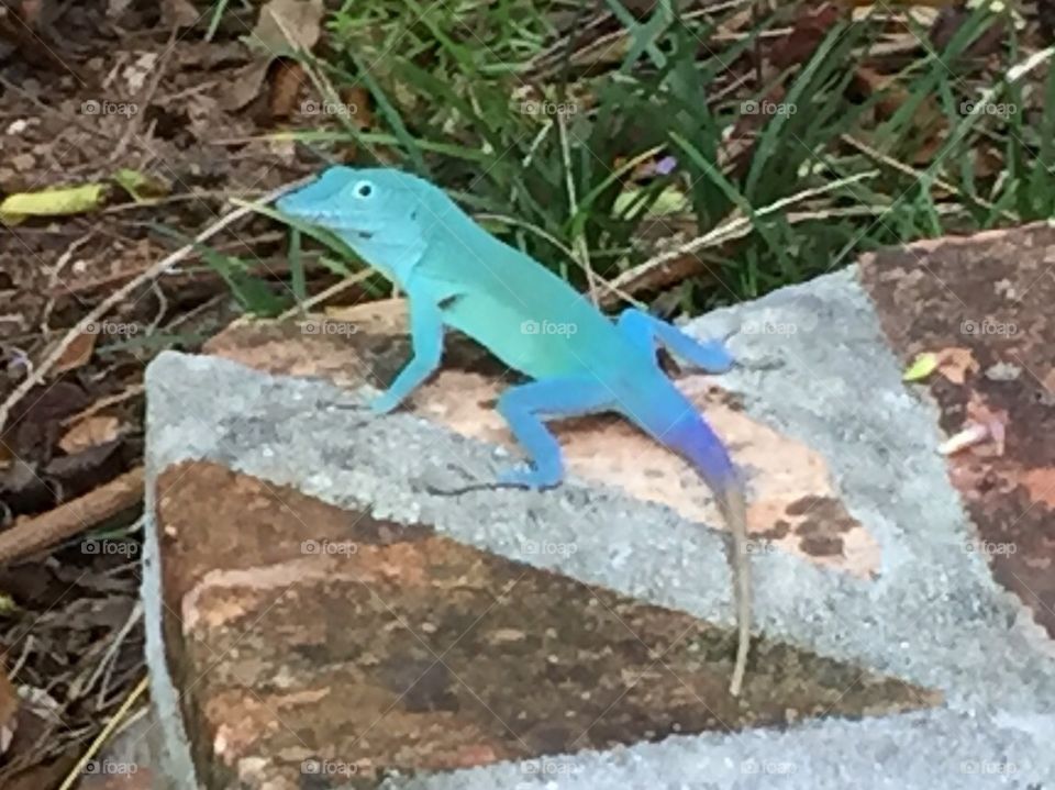 Bermuda Lizard