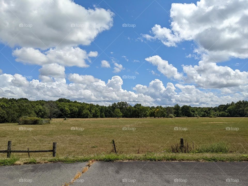 summer landscape