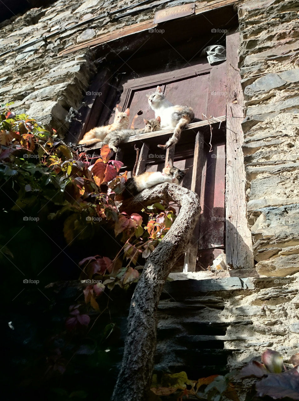 Cats in window sunbathing