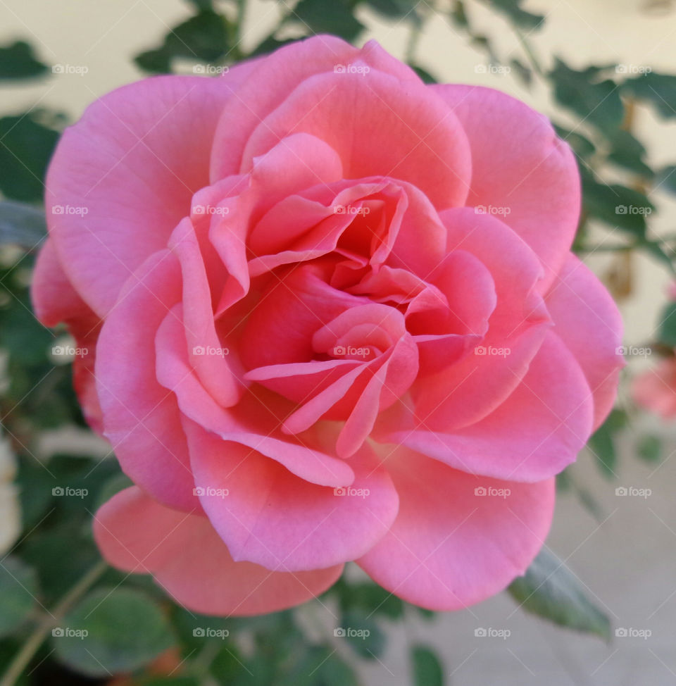 Amazing pink rose