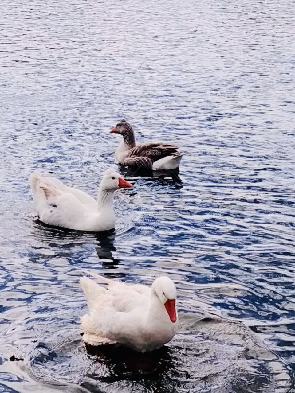 Geese and Ducks on the lake 