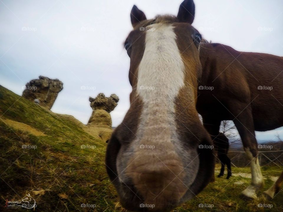 Cute Horse 