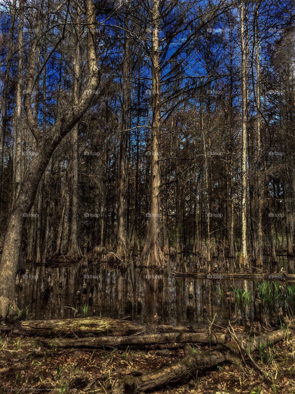 Swamp In March