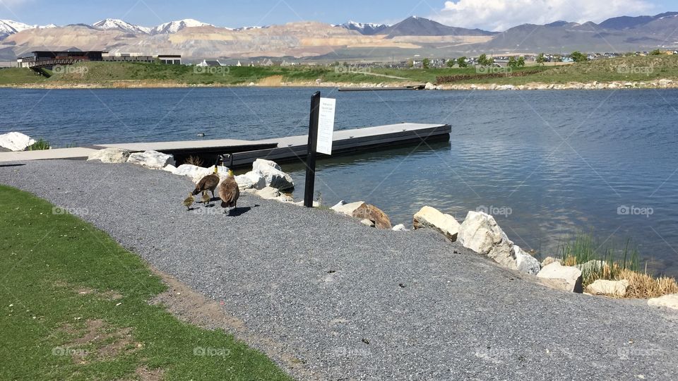 A Goosy Gander. Mommy and Daddy Geese with 2 Baby Geese. . Copyright © CM Photography. May 2019.