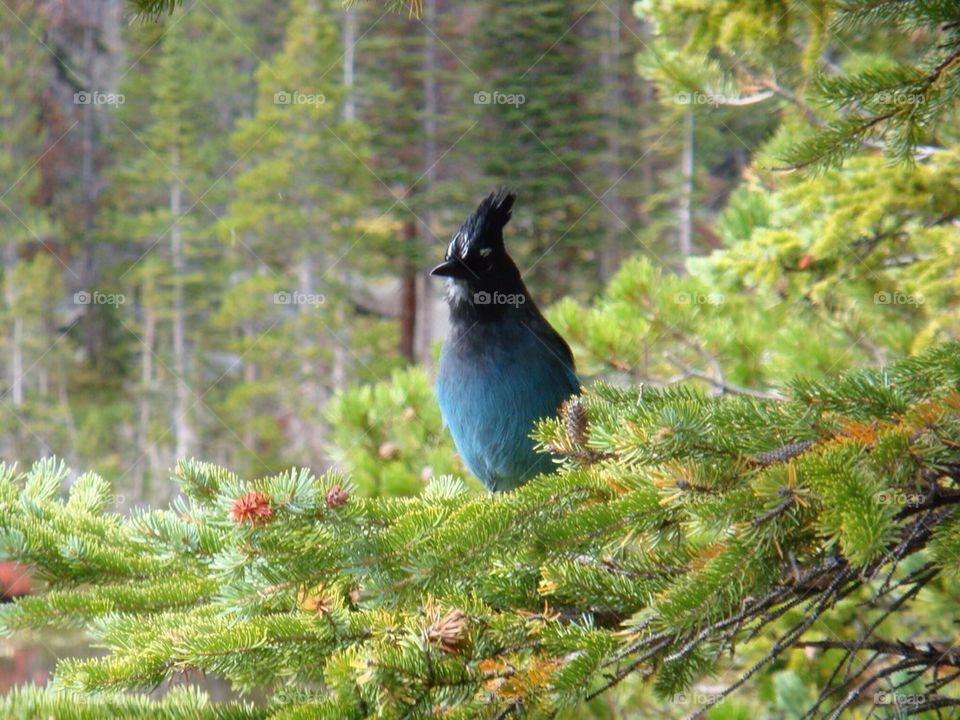 Blue Jay in a Green World