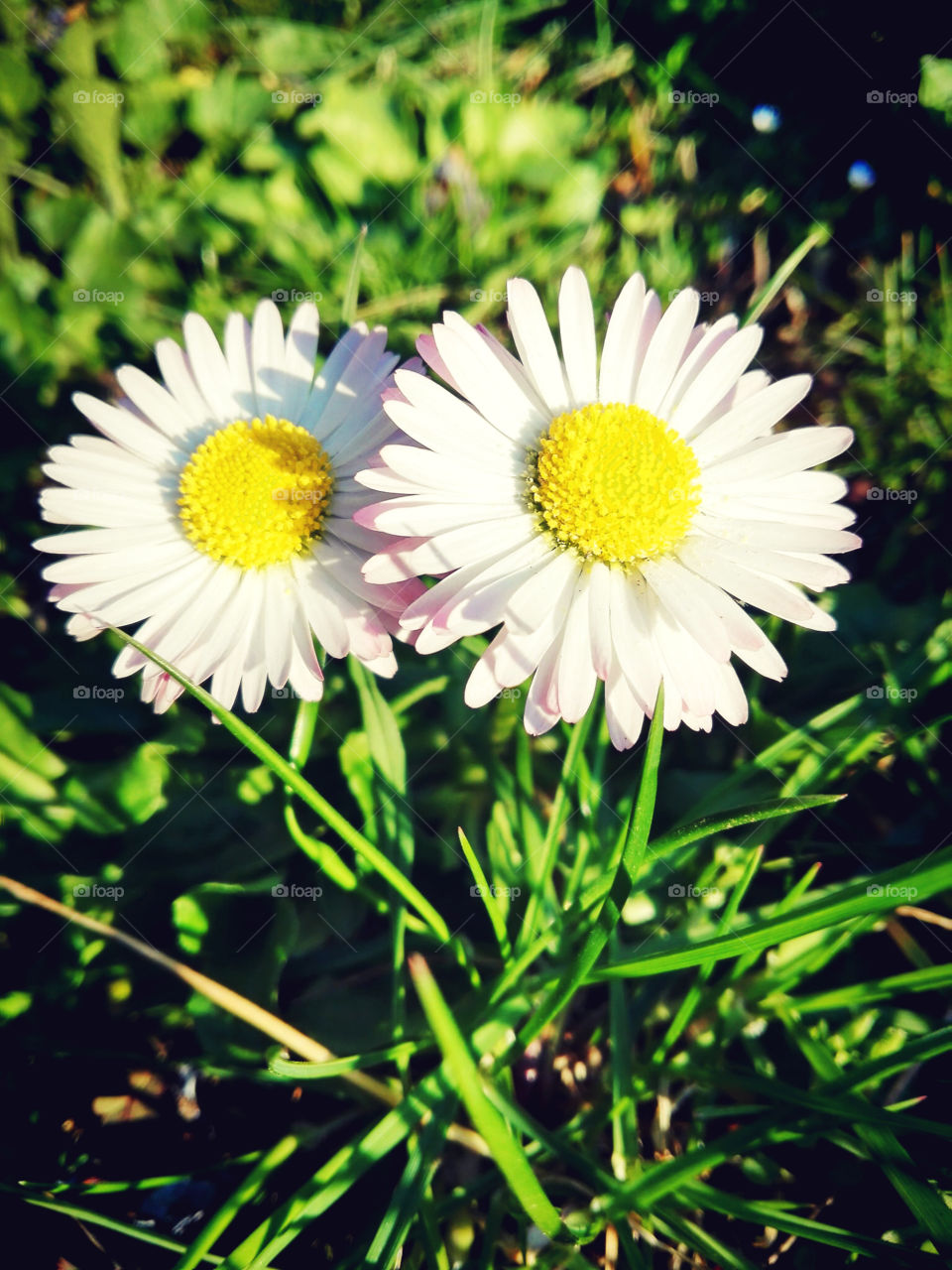Daisies